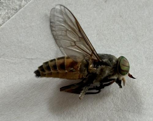 Réf. 345 780 : Tabanus tergestinus