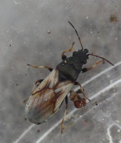 Réf. 345 261 : Metopoplax ditomoides