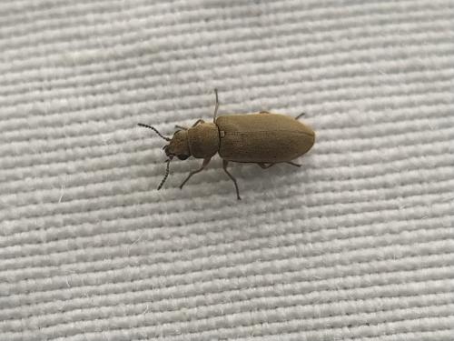 Danacea sp.