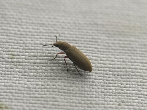 Danacea sp.