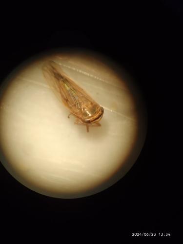 Réf. 345 016 : Exitianus sp.