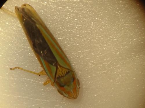 Réf. 345 000 : Graphocephala versuta