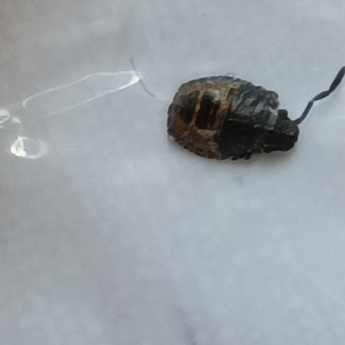 Pentatominae