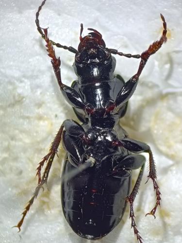 Pterostichus madidus