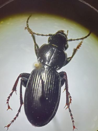 Pterostichus madidus