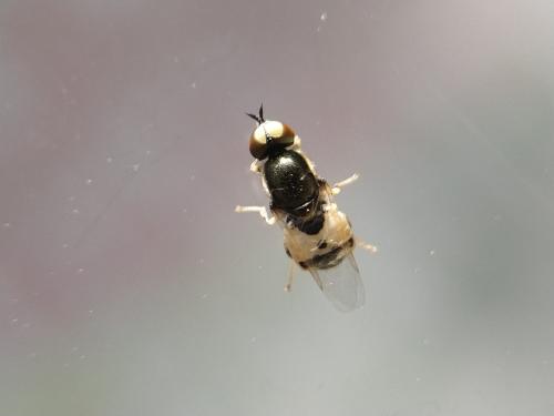 Réf. 345 469 : Nemotelus notatus