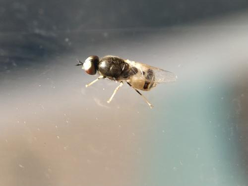 Réf. 345 470 : Nemotelus notatus
