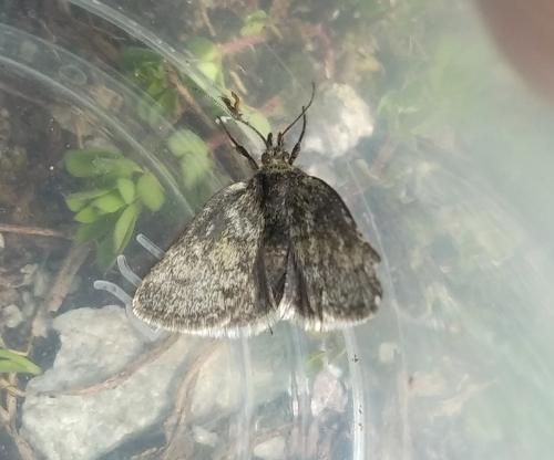 Réf. 345 563 : Metaxmeste phrygialis