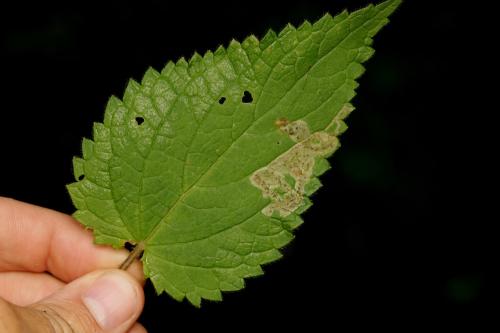Réf. 345 546 : Chromatomyia horticola