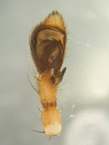 Réf. 345 820 : Philodromus praedatus