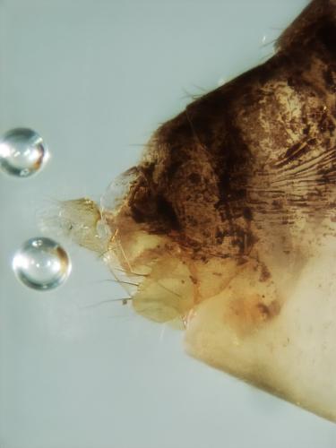 Réf. 345 935 : Cyrnus trimaculatus