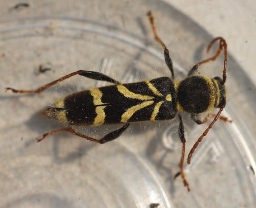 Cyrtoclytus capra