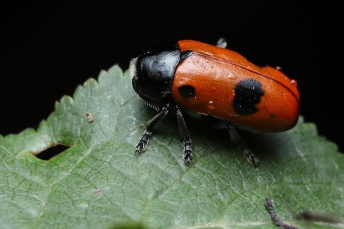 Clytra laeviuscula