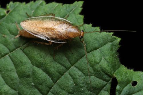 Réf. 345 017 : Ectobius pallidus