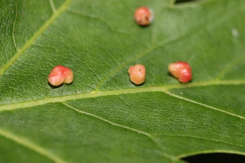 Vasates quadripedes