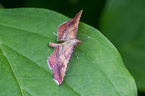 Réf. 345 072 : Endotricha flammealis
