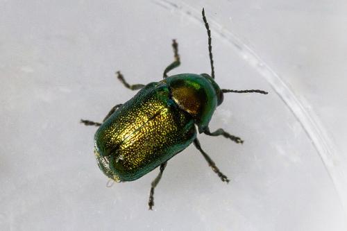 Cryptocephalus sp.