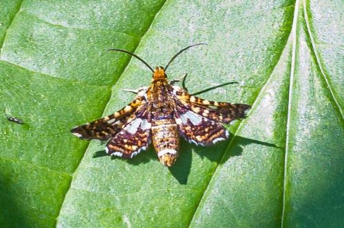 Thyris fenestrella