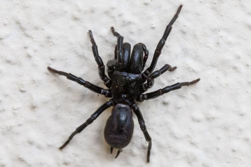 Atypus sp.