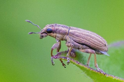 Sitona lineatus