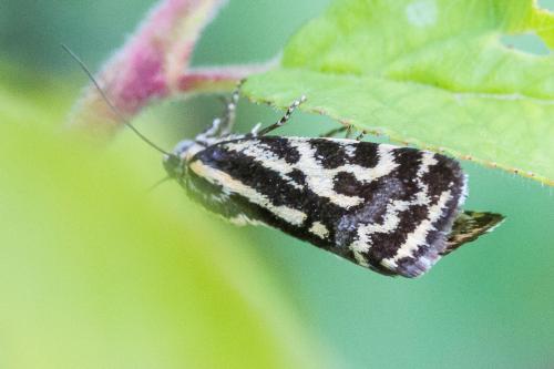 Réf. 345 500 : Acontia trabealis