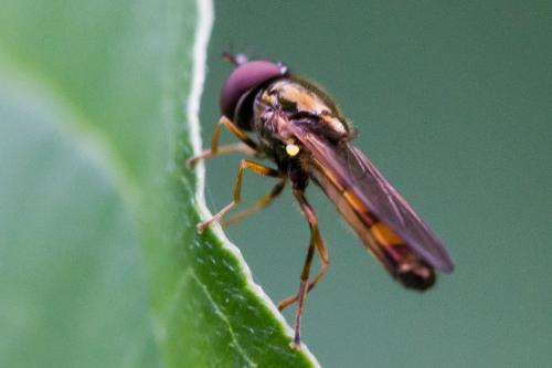 Melanostoma mellinum