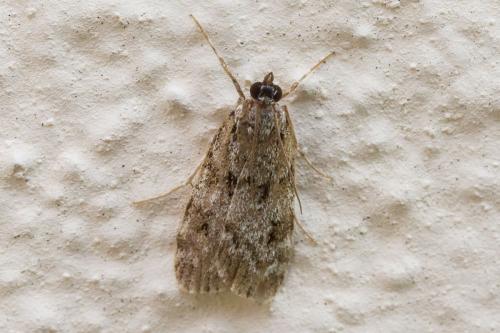 Réf. 345 766 : Scoparia sp.