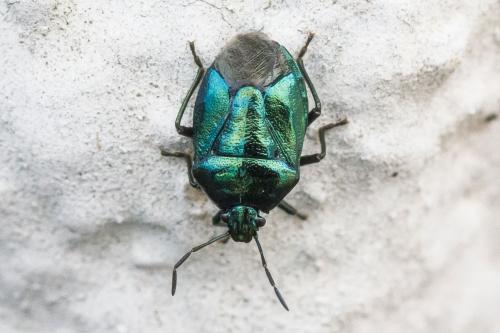 Zicrona caerulea