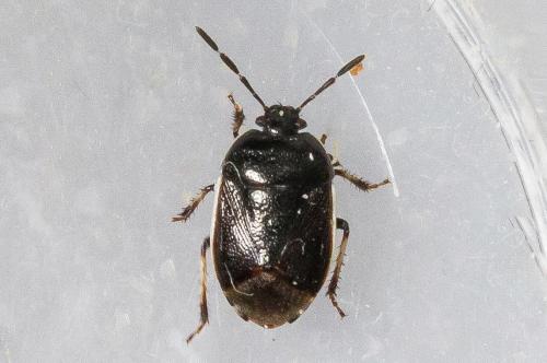 Réf. 345 870 : Adomerus maculipes