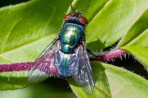 Réf. 345 875 : Lucilia sericata