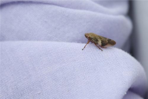 Aphrophora alni
