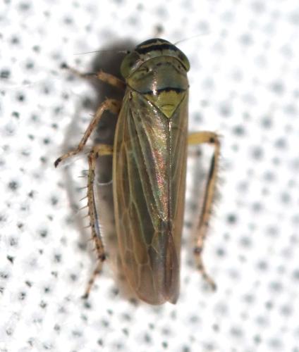 Réf. 345 273 : Limotettix striola