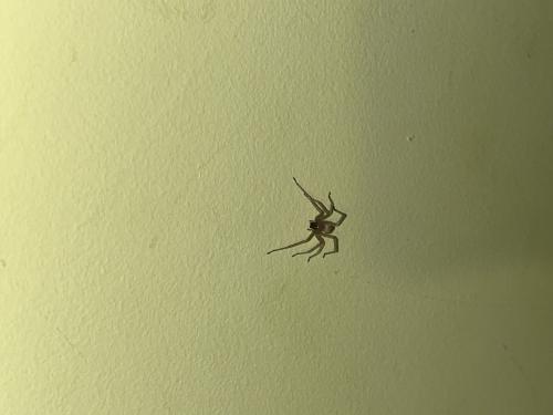 Cheiracanthium sp.