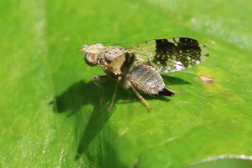 Réf. 345 933 : Tephritis formosa