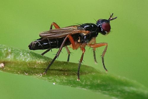 Cordilura albilabris