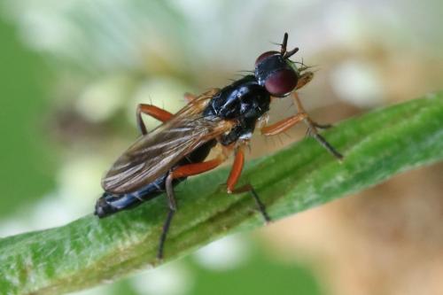 Cordilura albilabris