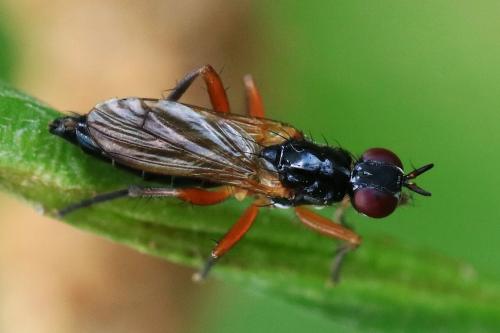 Cordilura albilabris