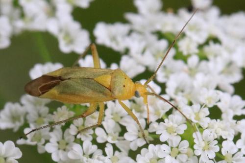 Closterotomus norwegicus