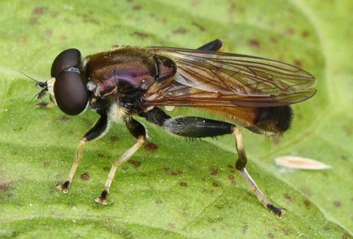 Réf. 345 118 : Xylota segnis