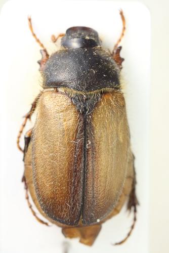 Réf. 345 313 : Amphimallon ruficorne