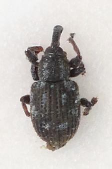 Réf. 345 675 : Tanysphyrus lemnae