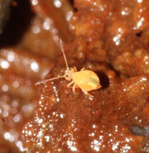 Dicyrtomina signata