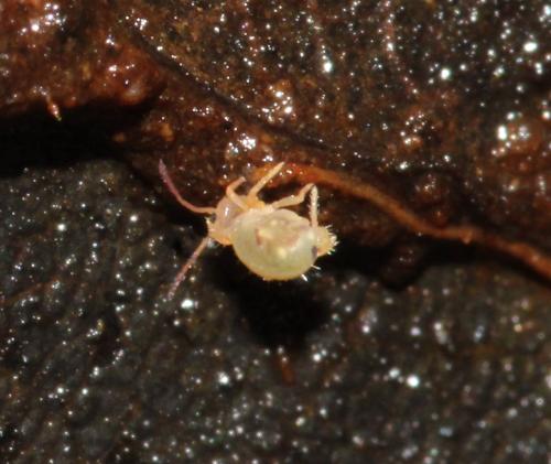 Dicyrtomina signata