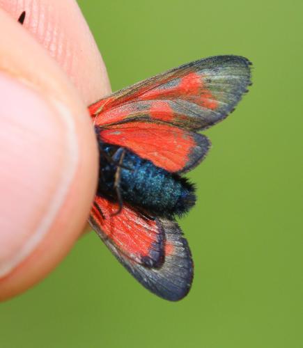 Réf. 345 043 : Zygaena viciae
