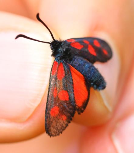 Réf. 345 042 : Zygaena viciae