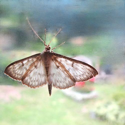Réf. 345 754 : Pleuroptya ruralis