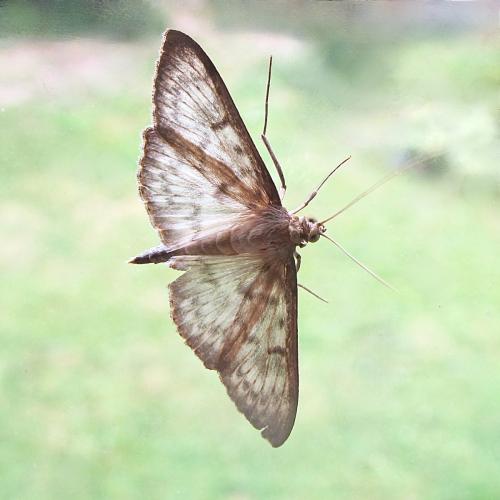 Réf. 345 755 : Pleuroptya ruralis