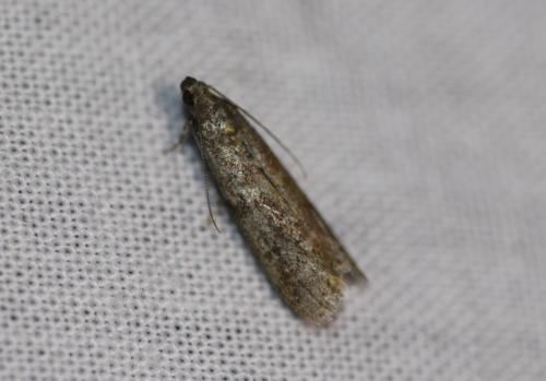 Réf. 345 835 : Ephestia sp.