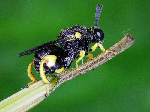 Réf. 345 100 : Brachymeria femorata