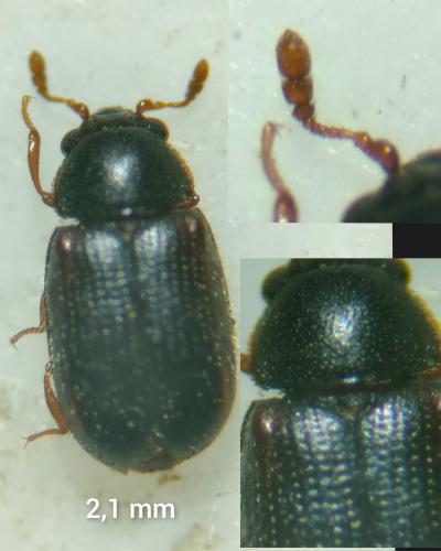 Sphindus dubius